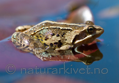 BB 11 0383 / Rana arvalis / Spissnutefrosk